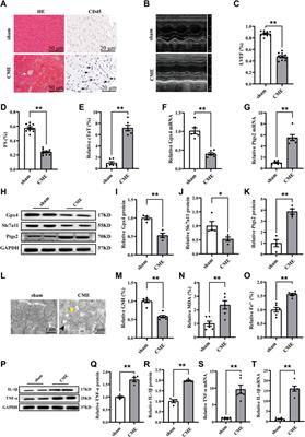 Atorvastatin attenuates ferroptosis-dependent myocardial injury and inflammation following coronary microembolization via the Hif1a/Ptgs2 pathway